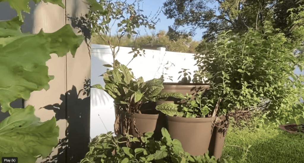 Greenstalk planting